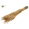 Avena per bunch Antique Gold