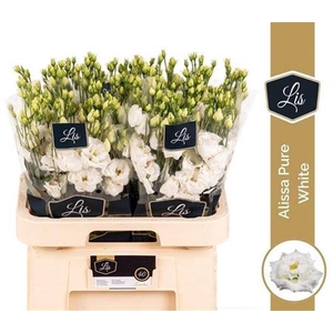 Eustoma russellianum gevuldbloemig 'Alissa Pure White'