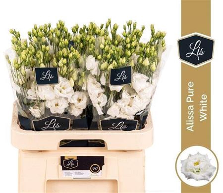 <h4>Eustoma russellianum gevuldbloemig 'Alissa Pure White'</h4>