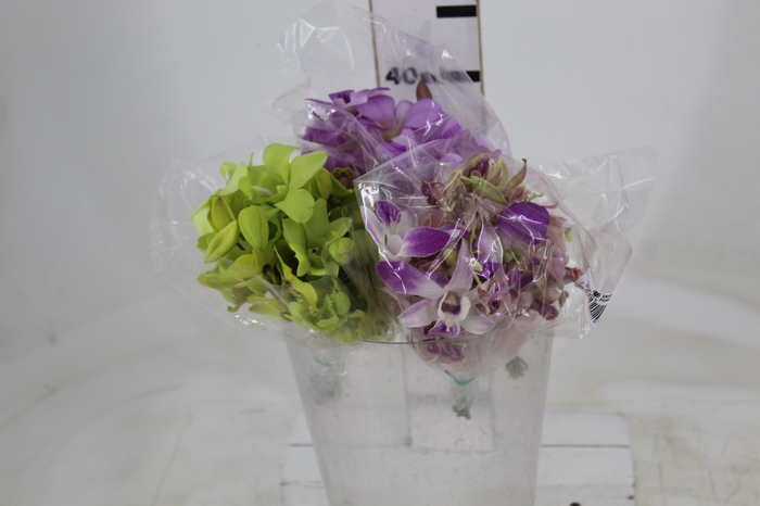 <h4>DENPHALAEN MACO MINIMO 30 FLORES</h4>