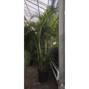 Chrysalidocarpus