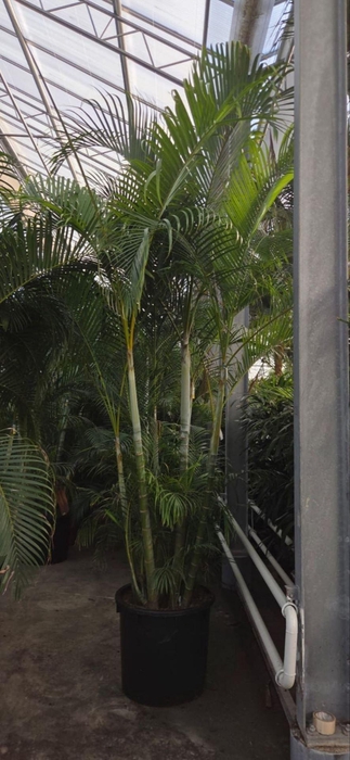 <h4>Chrysalidocarpus</h4>