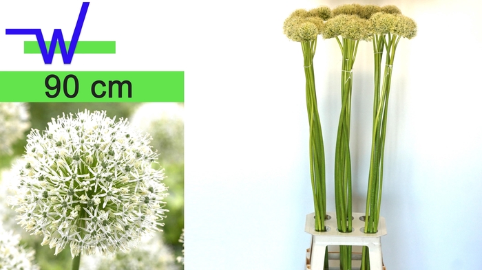 <h4>ALLIUM MOUNT EVEREST</h4>