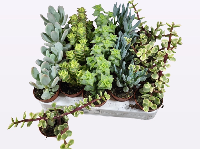 <h4>Succ Gem 5 Srt</h4>