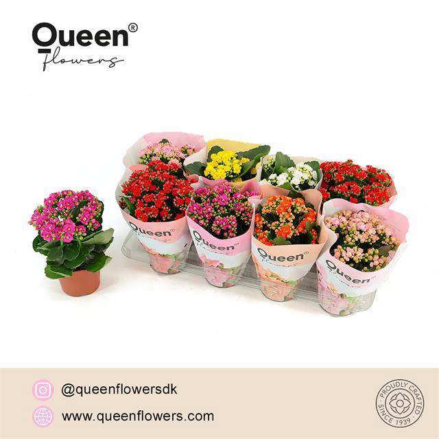 <h4>Kalanchoe double grandiflora mix</h4>