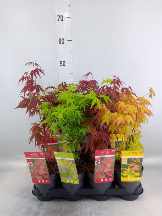 <h4>Acer palmatum</h4>