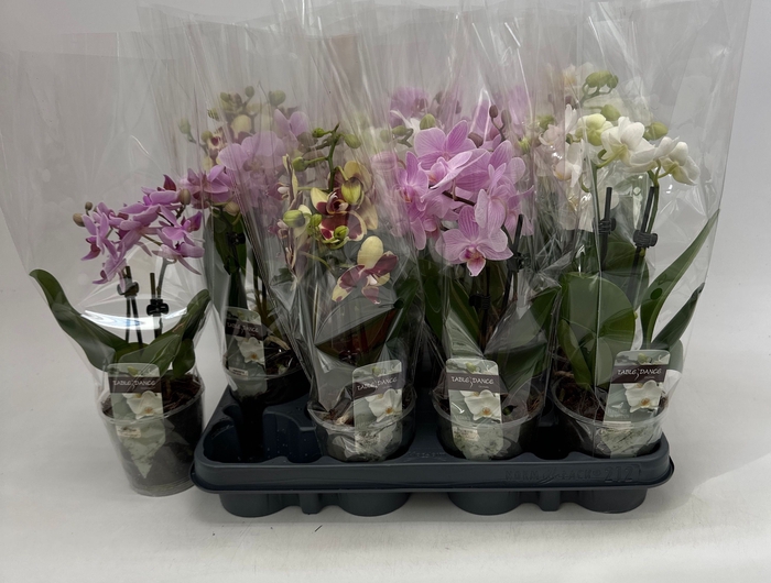 <h4>PHAL GEM</h4>