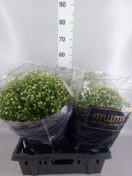<h4>Chrysanthemum   ..</h4>