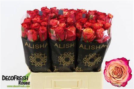 <h4>R Gr Bogart-bb</h4>