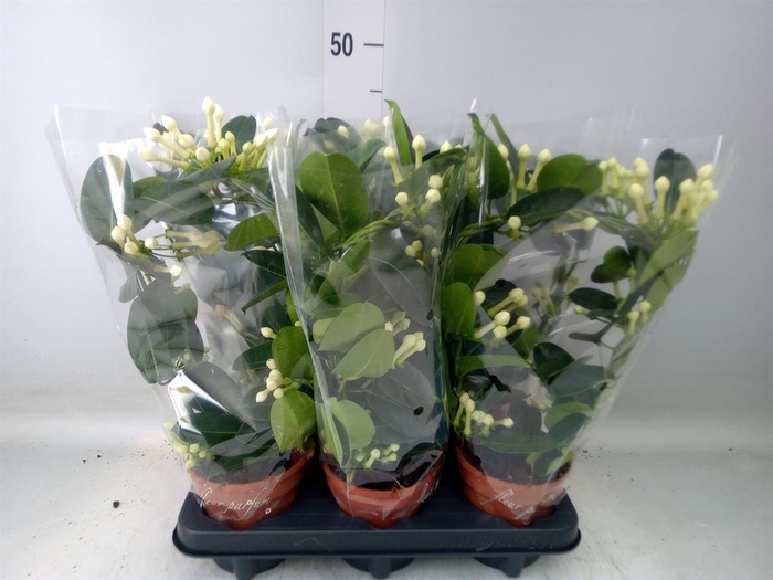 <h4>Stephanotis floribunda   ...</h4>