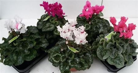 Cycl Gr Hal Curly