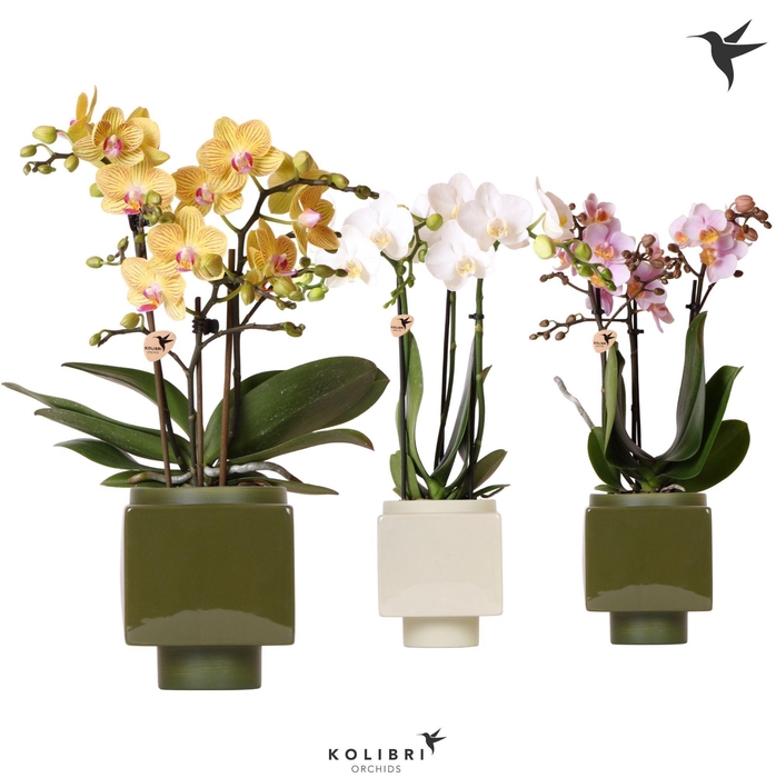 <h4>Kolibri Orchids Phalaenopsis mix 3 spike in Cube pot green mix</h4>