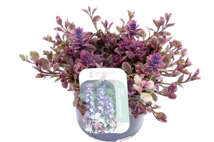 Ajuga reptans Burgundy Glow