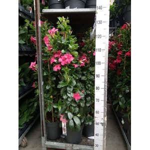 Mandevilla sand. 'SumStar Pink Mag'