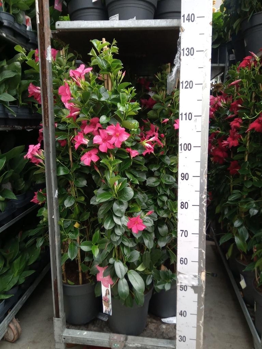 <h4>Mandevilla sand. 'SumStar Pink Mag'</h4>