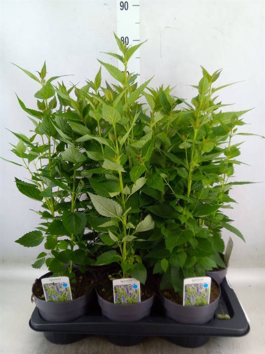 <h4>Agastache  'Blue Fortune'</h4>