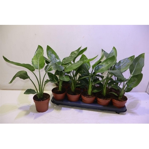 arr8 Strelitzia Niet Bloei