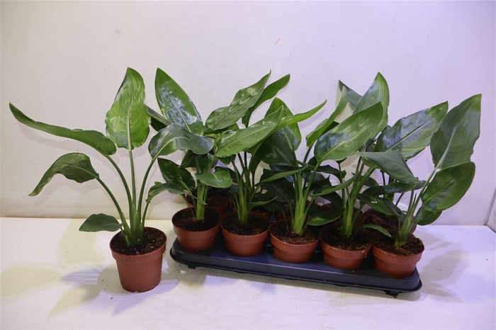 <h4>arr8 Strelitzia Niet Bloei</h4>