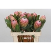 Protea Susara