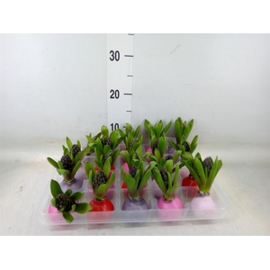 Hyacinthus orie.   ...waxed L%