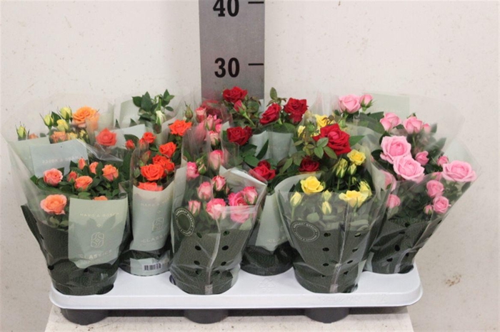 <h4>Rosa Kordana gemengd</h4>