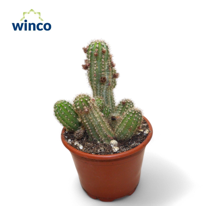 <h4>Chamaecereus Silvestrii</h4>