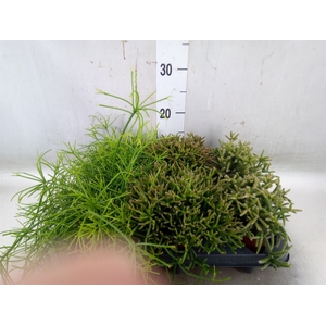 Rhipsalis   ...mix