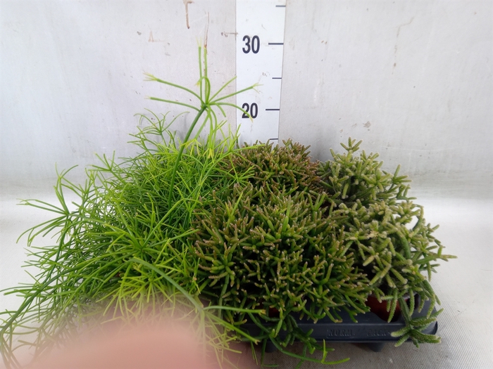 <h4>Rhipsalis   ...mix</h4>