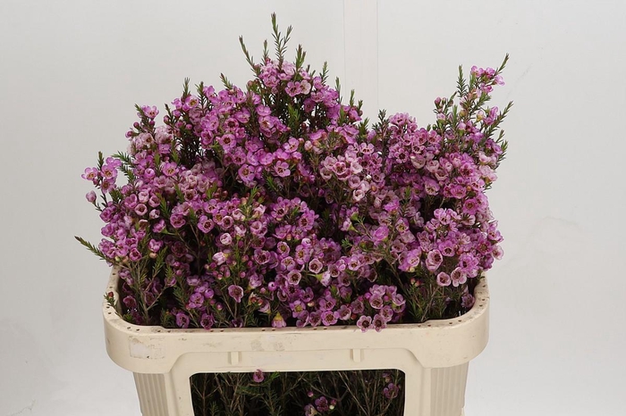 <h4>Chamelaucium Adi</h4>