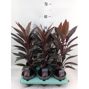 Cordyline fruti. 'Tango'