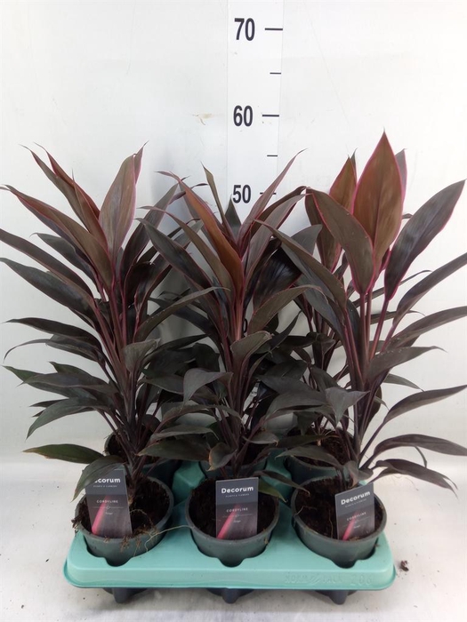 <h4>Cordyline fruti. 'Tango'</h4>