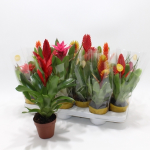 BROMELIA GEM