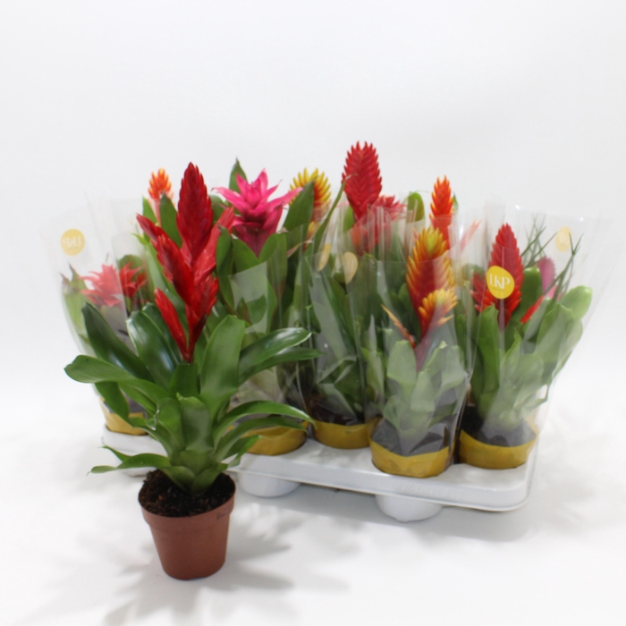 <h4>BROMELIA GEM</h4>