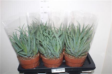 <h4>Aloe Arborescens</h4>