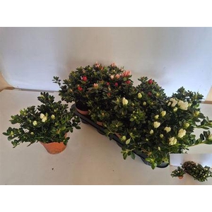 Rhodo Si Gem