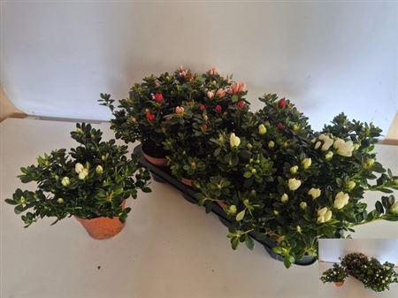 <h4>Rhodo Si Gem</h4>