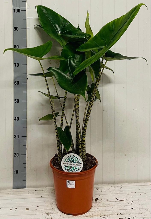 <h4>ALOC ZEBRINA</h4>