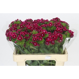 Dianthus Br Jolly