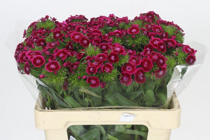 <h4>Dianthus Br Jolly</h4>