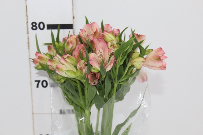 <h4>ALSTROEMERIA MILOS 080 CM</h4>