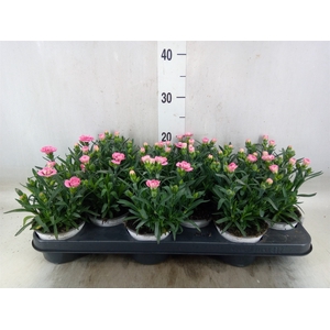 Dianthus  'Oscar Pink And Purple'