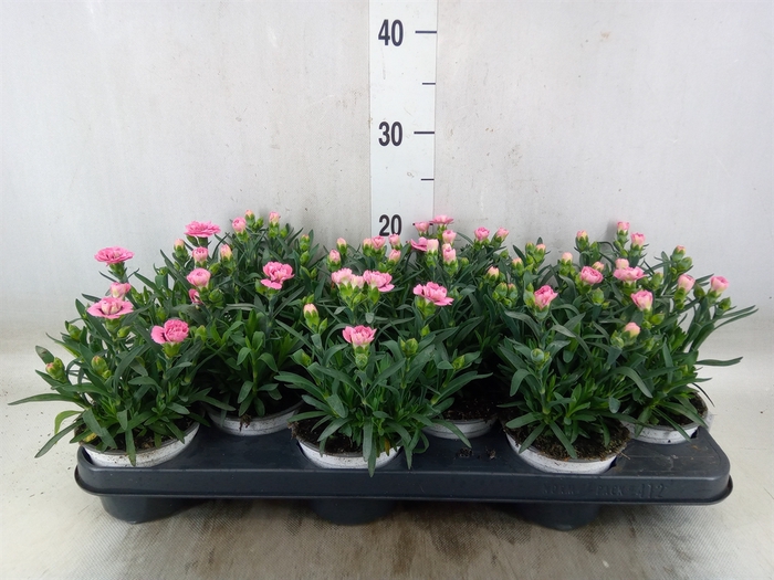 <h4>Dianthus  'Oscar Pink And Purple'</h4>