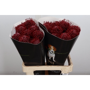 Wax Protea Nutan Wax Bordeaux