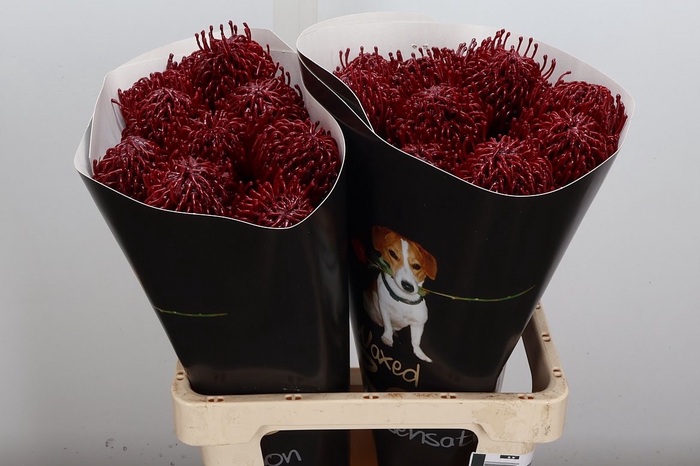 <h4>Wax Protea Nutan Wax Bordeaux</h4>