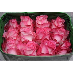 R Gr Boulevard Ec