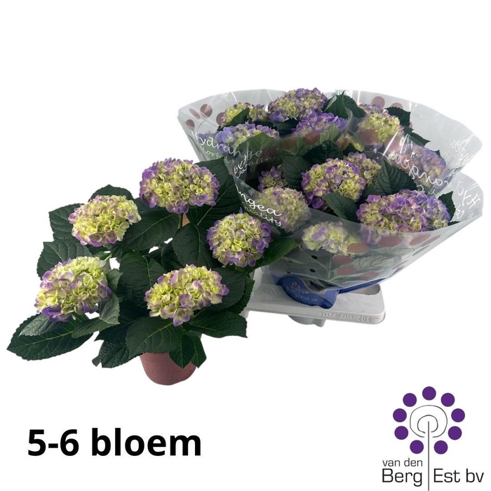 <h4>HYDR M HI OCEAN</h4>