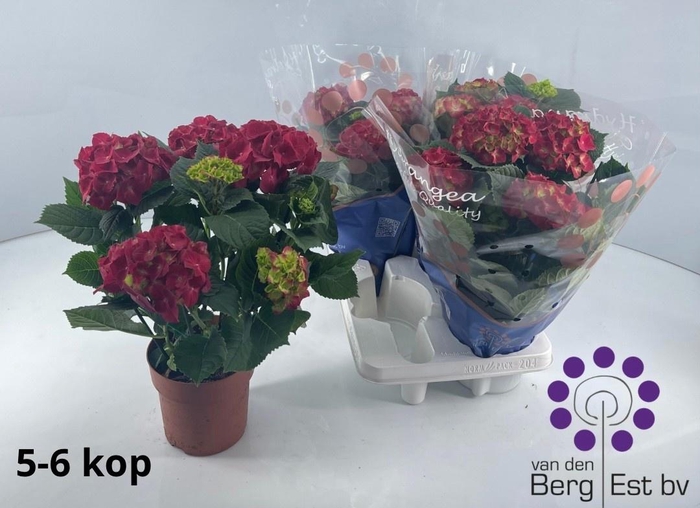 <h4>HYDR M SPEEDY RED</h4>