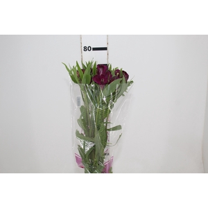 ALSTROEMERIA OLYMPIA 080 CM