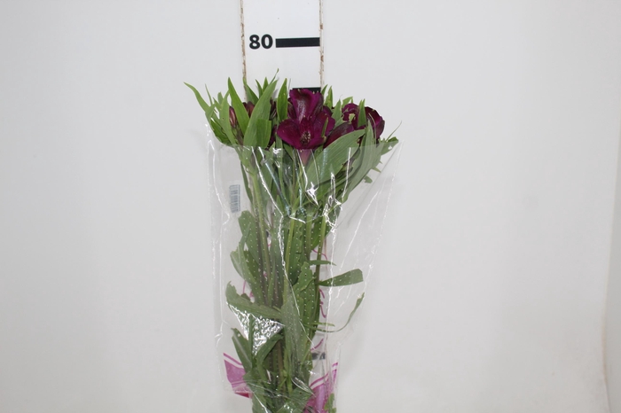 <h4>ALSTROEMERIA OLYMPIA 080 CM</h4>
