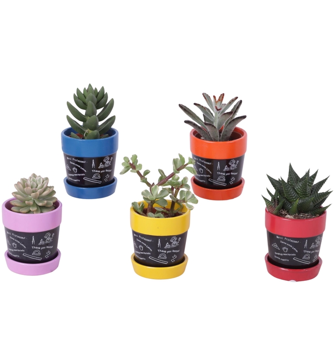 <h4>Thank you Teacher Arr. Succulent Ceramic Pot Blackboard Ø07cm</h4>